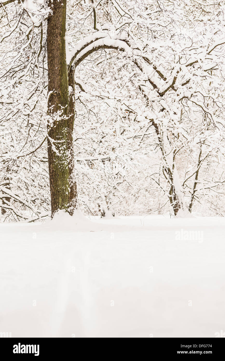 Foresta di inverno in scena con la neve fresca e piste da fondo Foto Stock