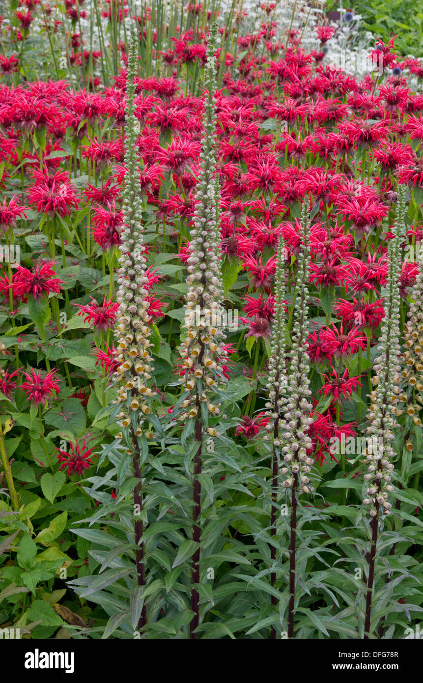 Monarda 'Vista Giardino Scarlet' e Digitalis Ferruginea Foto Stock