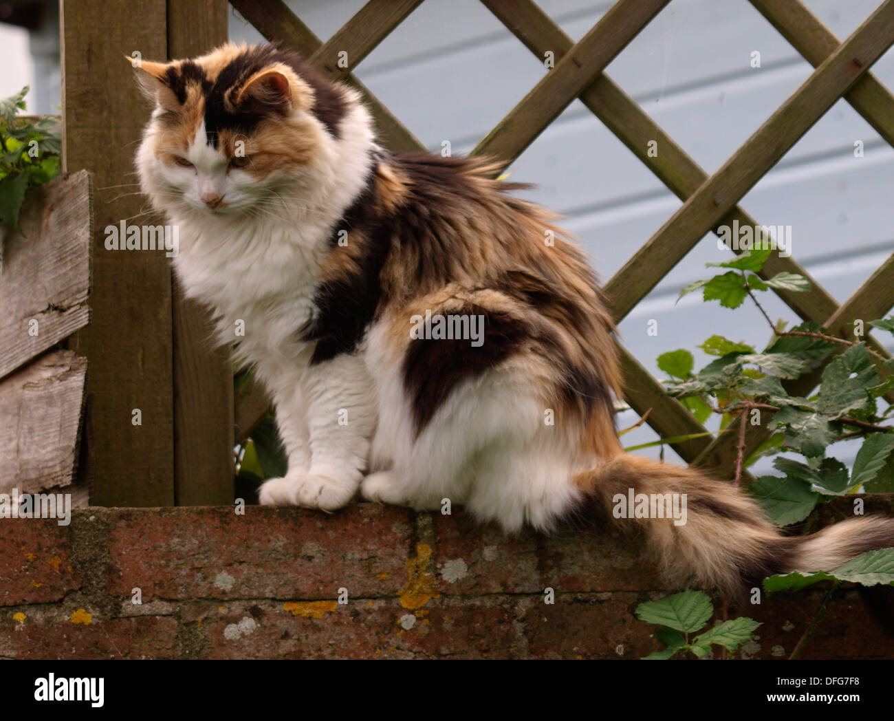 Fluffy cat seduto su una parete, REGNO UNITO Foto Stock