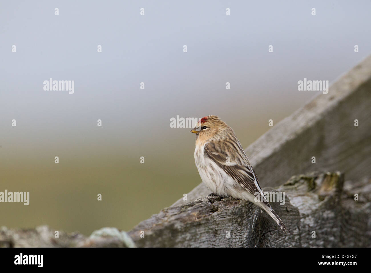 Hornemann's Arctic Redpoll Carduelis hornemanni hornemanni , Shetland, Scotland, Regno Unito Foto Stock