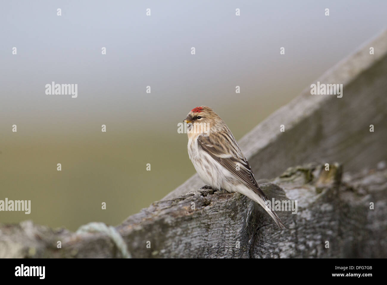 Hornemann's Arctic Redpoll Carduelis hornemanni hornemanni , Shetland, Scotland, Regno Unito Foto Stock