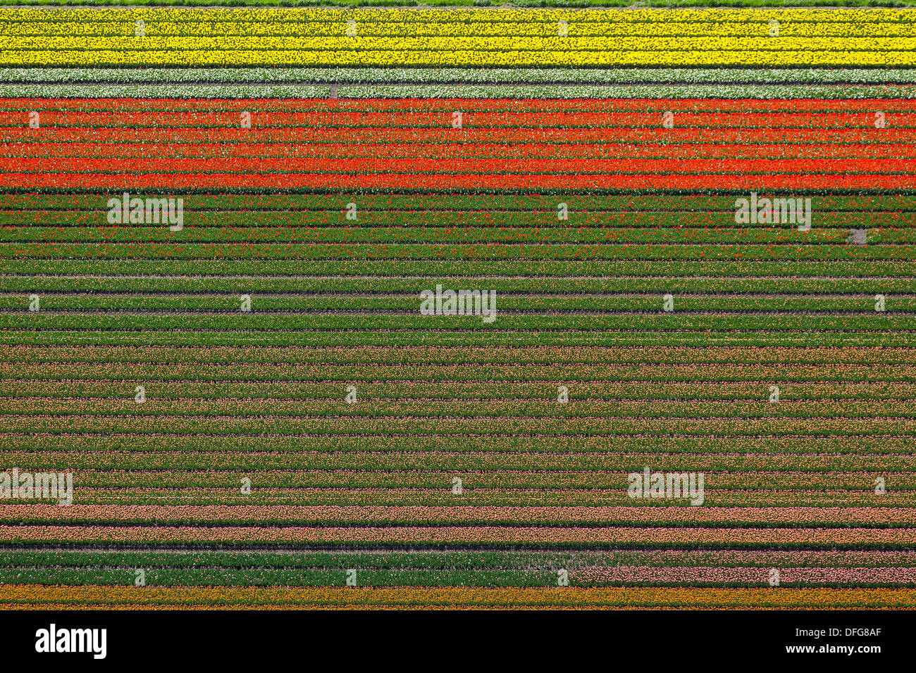 Campi di Tulipani, vista aerea, Zuidoost-Beemster, Beemster, provincia Olanda Settentrionale, Paesi Bassi Foto Stock