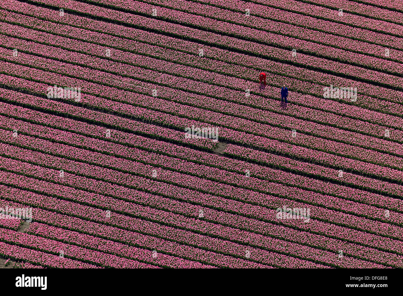 Campo di tulipani, vista aerea, Zuidoost-Beemster, Beemster, provincia Olanda Settentrionale, Paesi Bassi Foto Stock