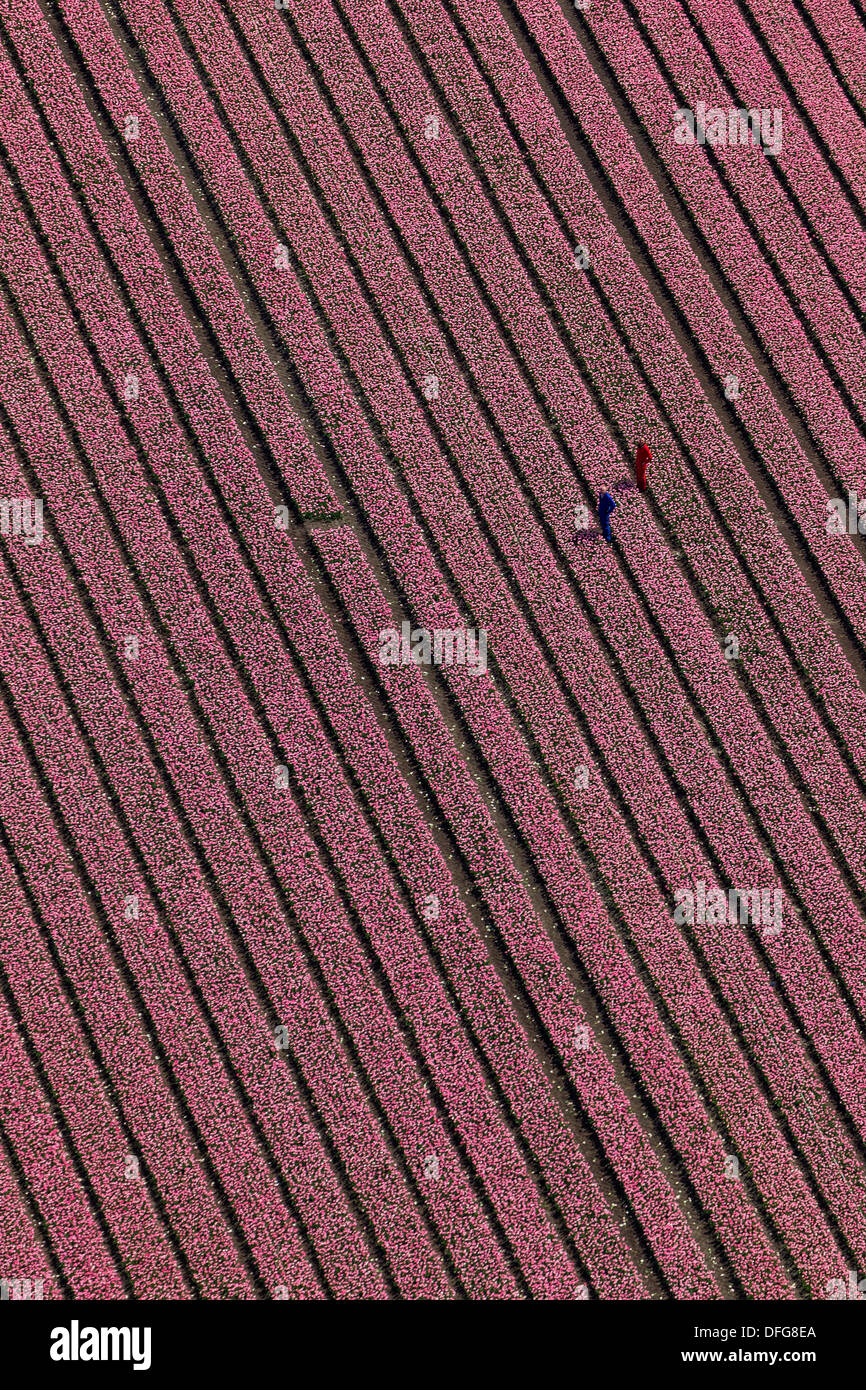 Campo di tulipani, vista aerea, Zuidoost-Beemster, Beemster, provincia Olanda Settentrionale, Paesi Bassi Foto Stock