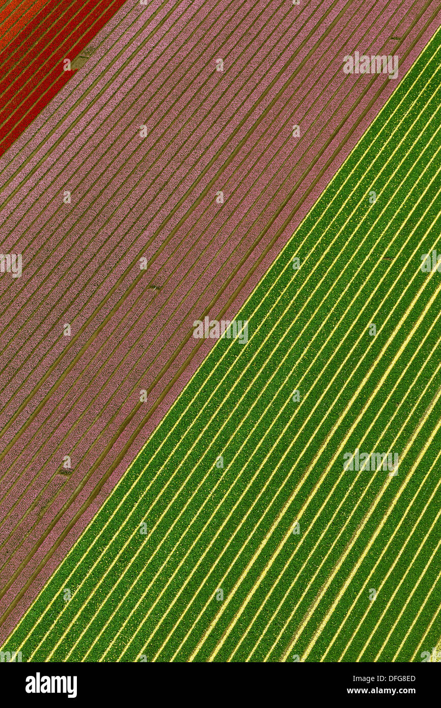 Campi di Tulipani, vista aerea, Zuidoost-Beemster, Beemster, provincia Olanda Settentrionale, Paesi Bassi Foto Stock