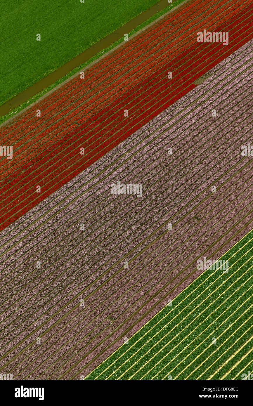 Campi di Tulipani, vista aerea, Zuidoost-Beemster, Beemster, provincia Olanda Settentrionale, Paesi Bassi Foto Stock