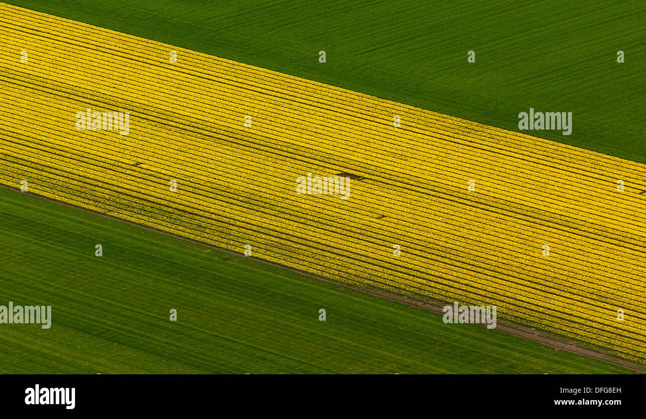 Campi di Tulipani, vista aerea, Zuidoost-Beemster, Beemster, provincia Olanda Settentrionale, Paesi Bassi Foto Stock