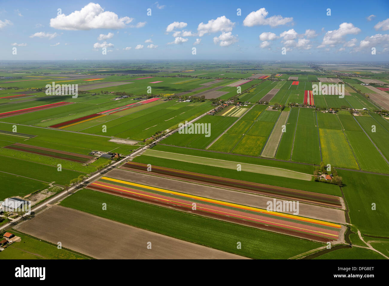 Campi di Tulipani, vista aerea, Noord-Beemster, Beemster, provincia Olanda Settentrionale, Paesi Bassi Foto Stock