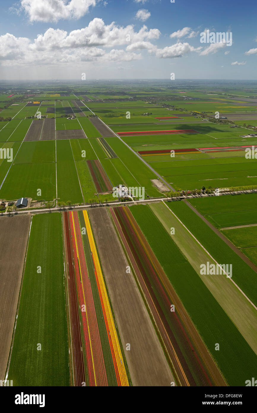 Campi di Tulipani, vista aerea, Noord-Beemster, Beemster, provincia Olanda Settentrionale, Paesi Bassi Foto Stock