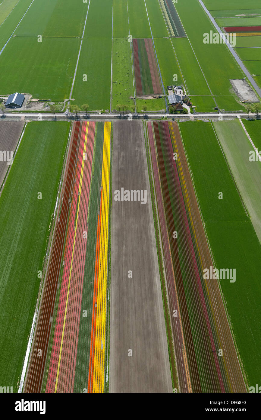 Campi di Tulipani, vista aerea, Noord-Beemster, Beemster, provincia Olanda Settentrionale, Paesi Bassi Foto Stock