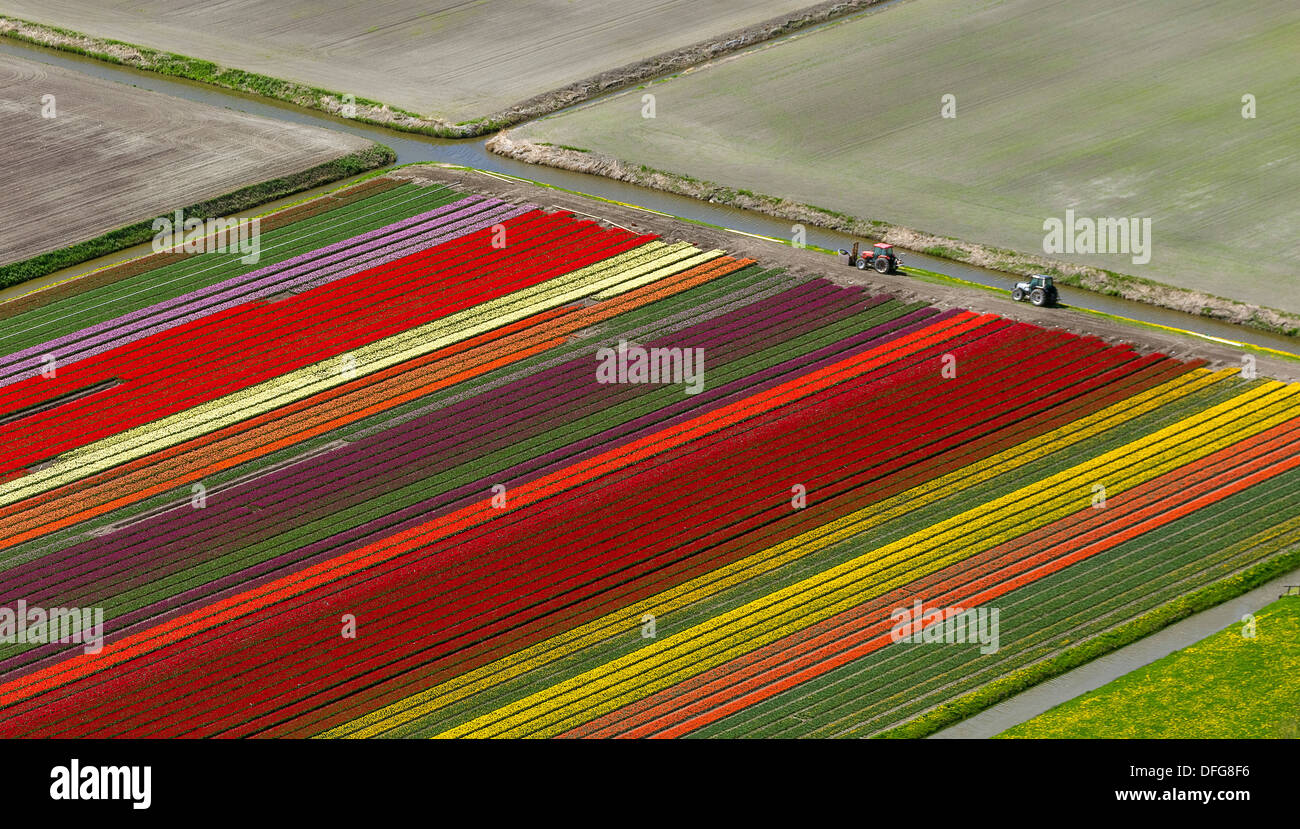 Campi di Tulipani, vista aerea, Noord-Beemster, Beemster, provincia Olanda Settentrionale, Paesi Bassi Foto Stock