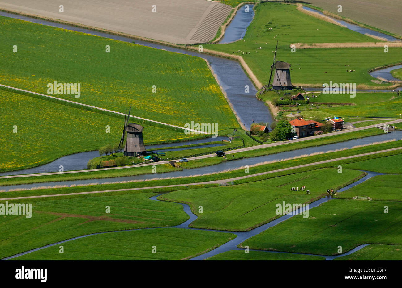 Campi di Tulipani, vista aerea, Noord-Beemster, Beemster, provincia Olanda Settentrionale, Paesi Bassi Foto Stock