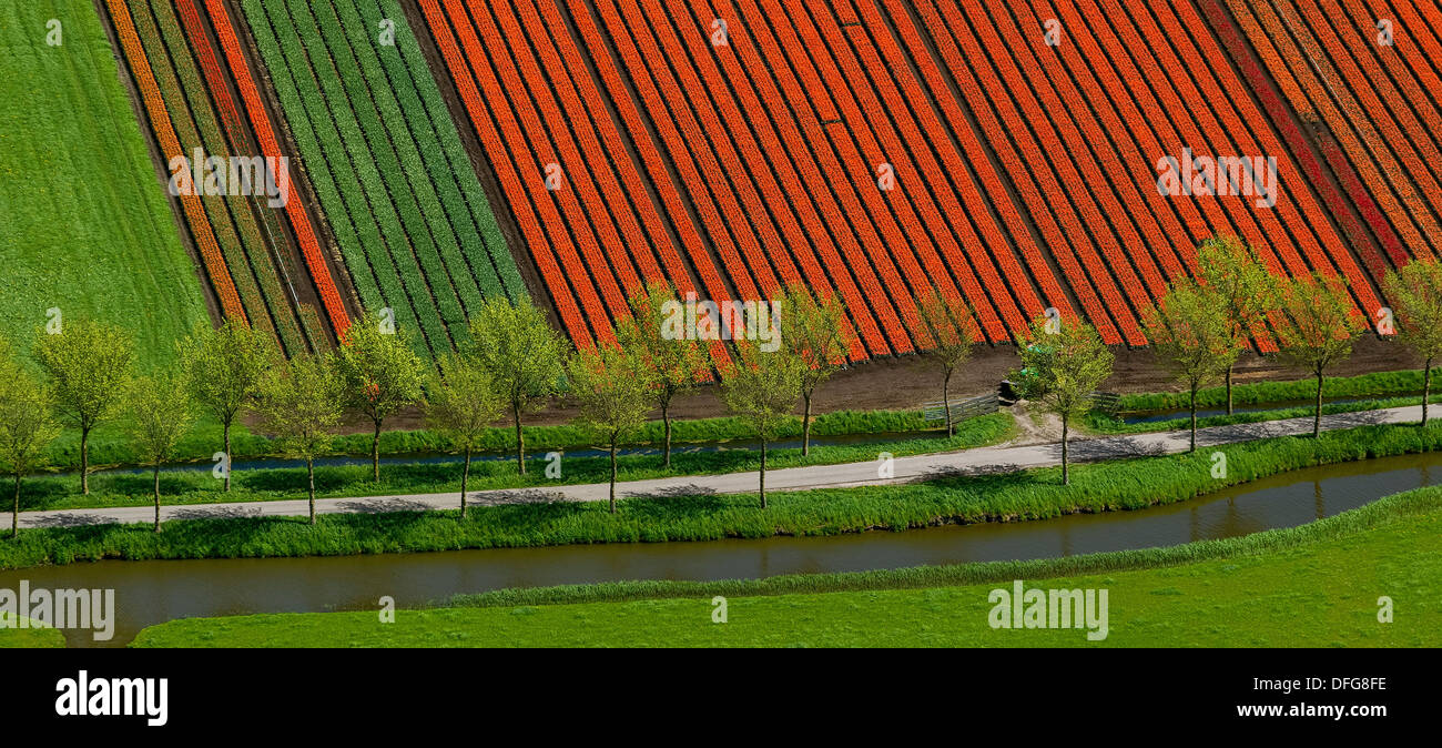 Campo di tulipani, vista aerea, Spierdijk, Wester-Koggenland, provincia Olanda Settentrionale, Paesi Bassi Foto Stock