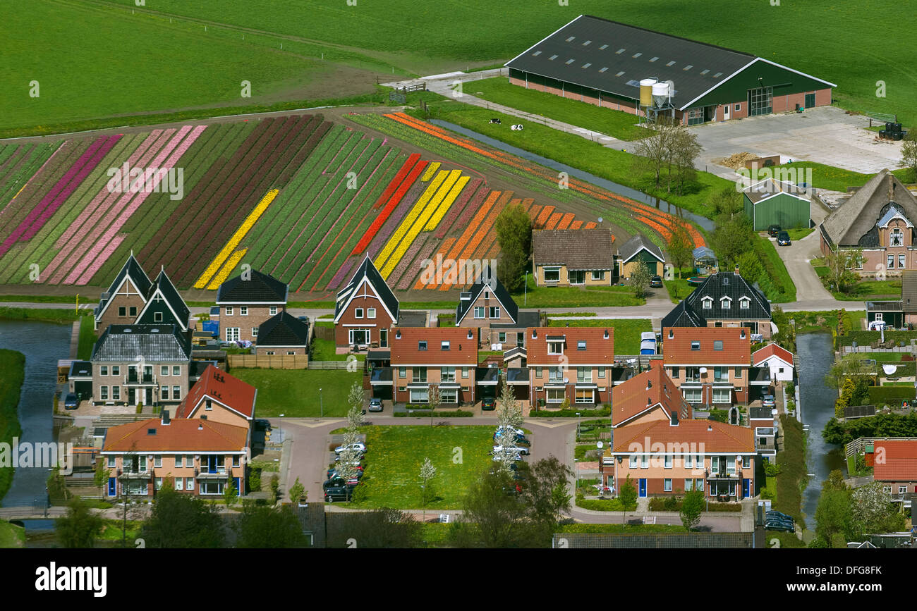 Città e campi di tulipani, vista aerea, Berkhout, provincia Olanda Settentrionale, Paesi Bassi Foto Stock
