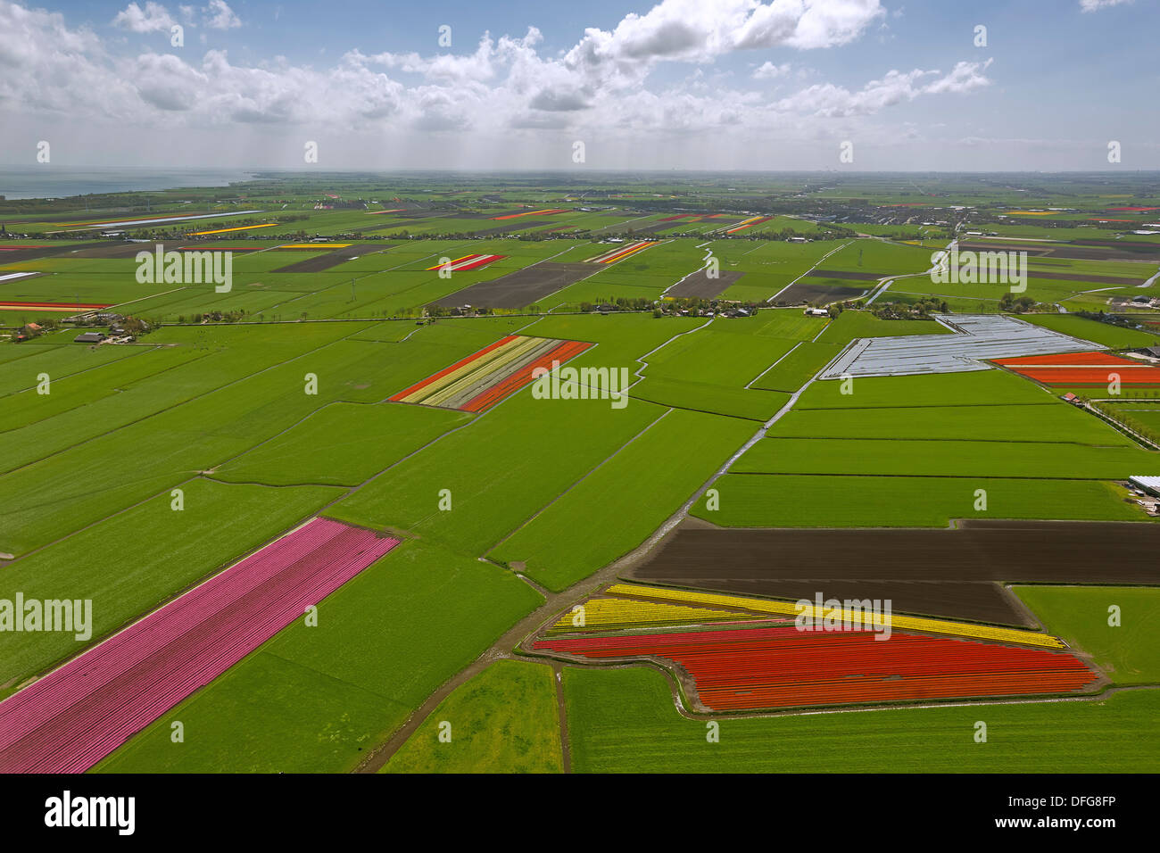 Campi di Tulipani, vista aerea, Zuidermeer, Wester-Koggenland, provincia Olanda Settentrionale, Paesi Bassi Foto Stock