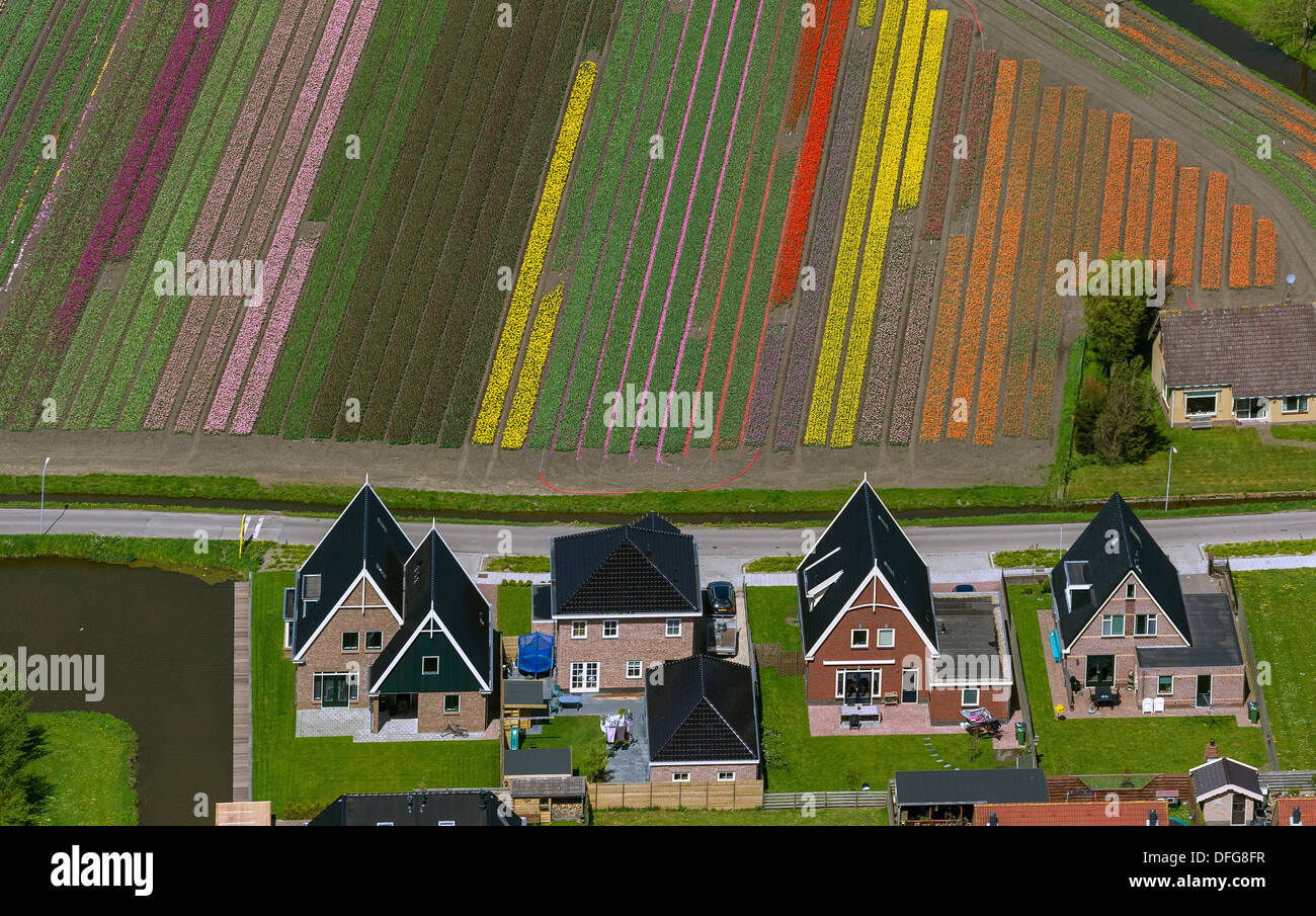 Città e campi di tulipani, vista aerea, Zuidermeer, Wester-Koggenland, provincia Olanda Settentrionale, Paesi Bassi Foto Stock