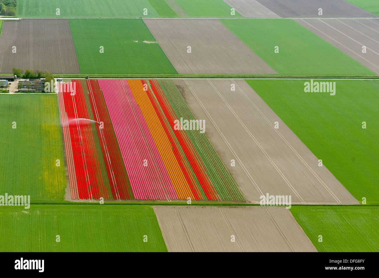 Irrigazione di campi, campi di tulipani, vista aerea, Zeewolde, Flevoland, Paesi Bassi Foto Stock