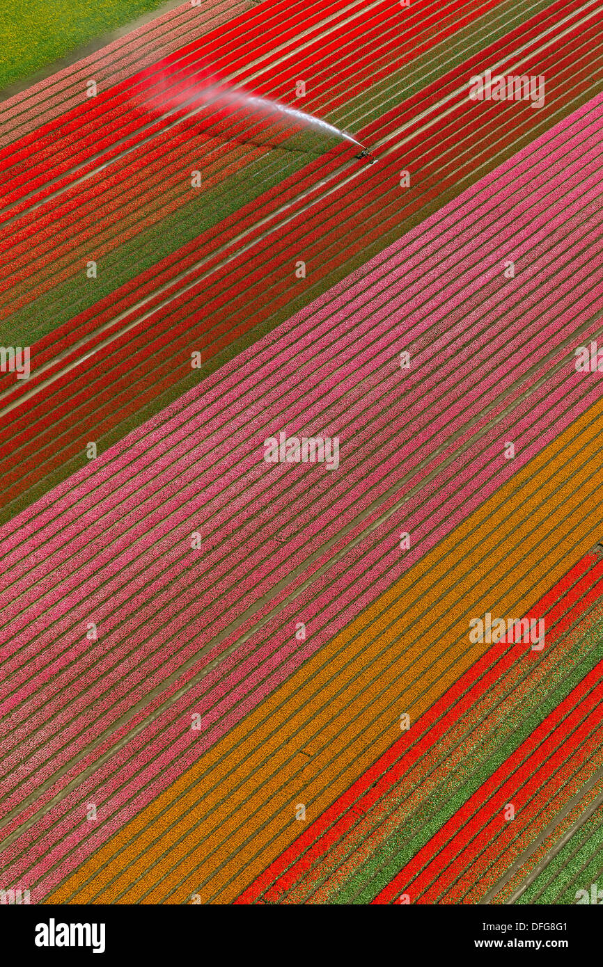 Irrigazione di campi, campi di tulipani, Zeewolde, Flevoland, Paesi Bassi Foto Stock