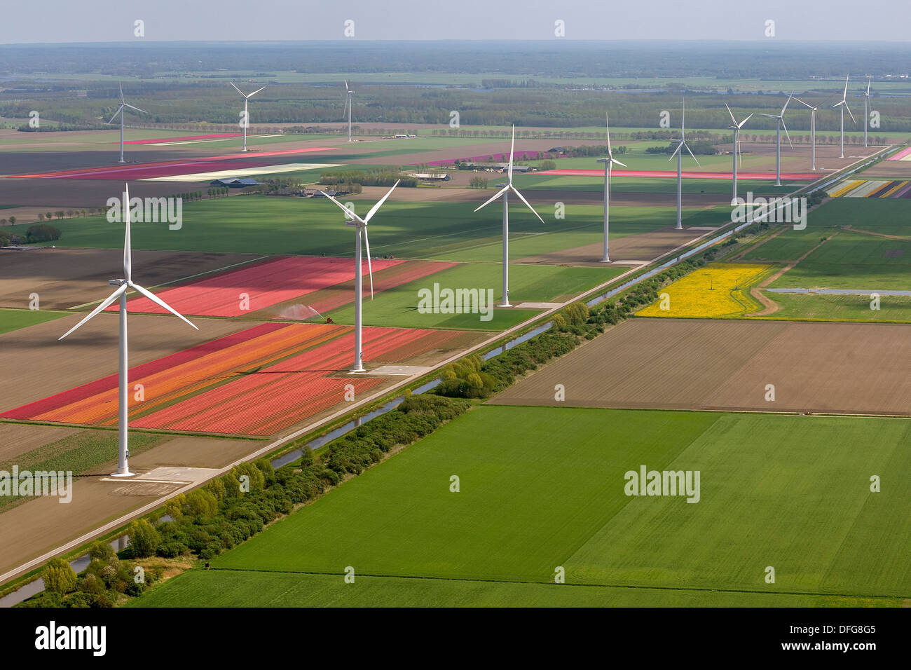 Le turbine eoliche, campi di tulipani, vista aerea, Zeewolde, Flevoland, Paesi Bassi Foto Stock