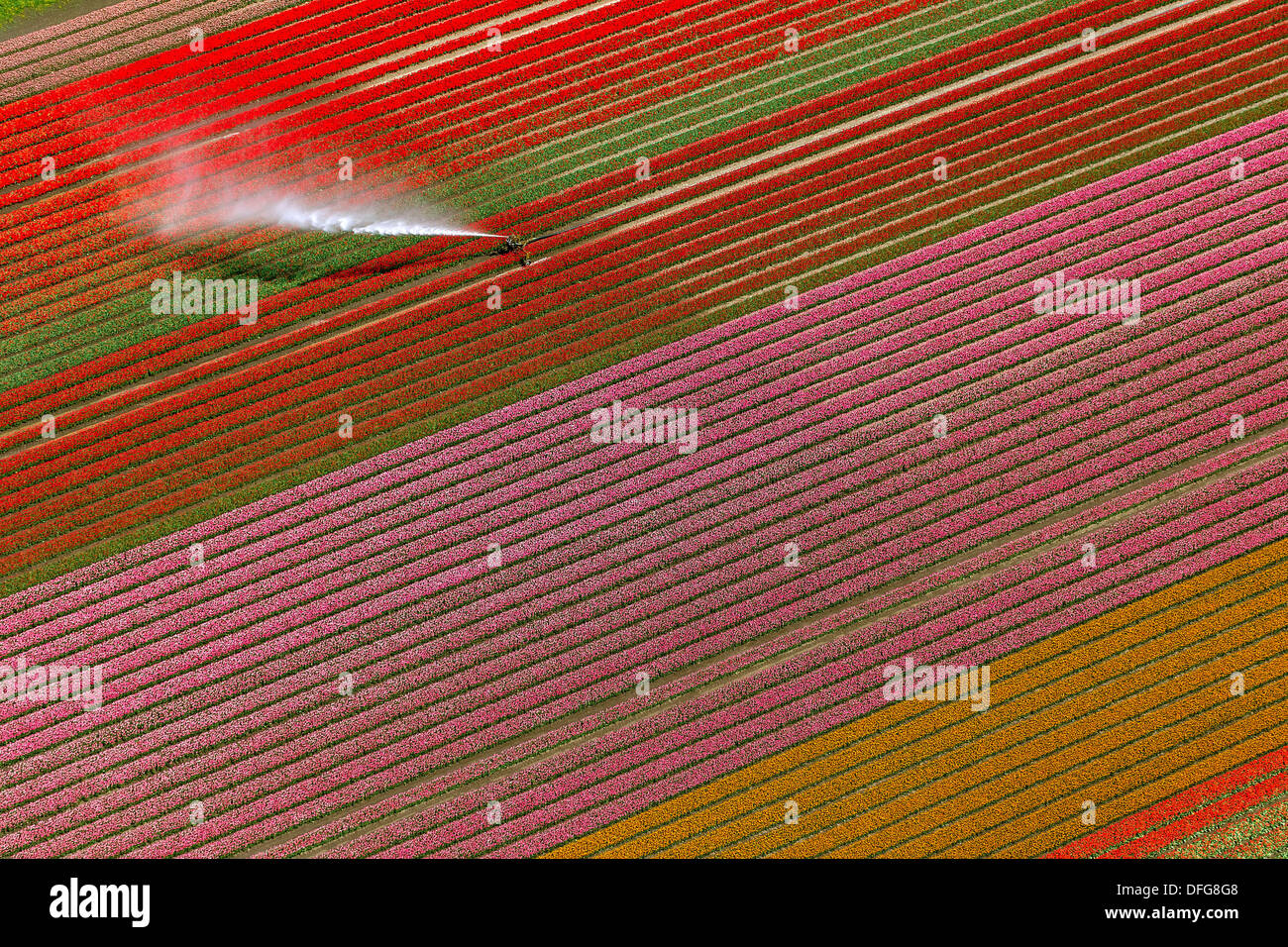 Irrigazione di campi, campi di tulipani, vista aerea, Zeewolde, Flevoland, Paesi Bassi Foto Stock
