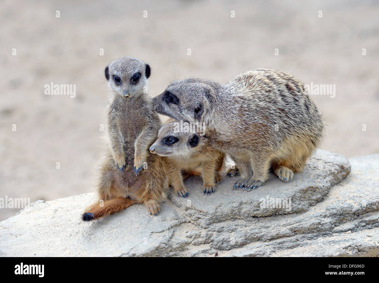 Meerkats o Suricates (Suricata suricatta) cuccioli e animali adulti, nativo di Africa, captive, Baden-Württemberg, Germania Foto Stock