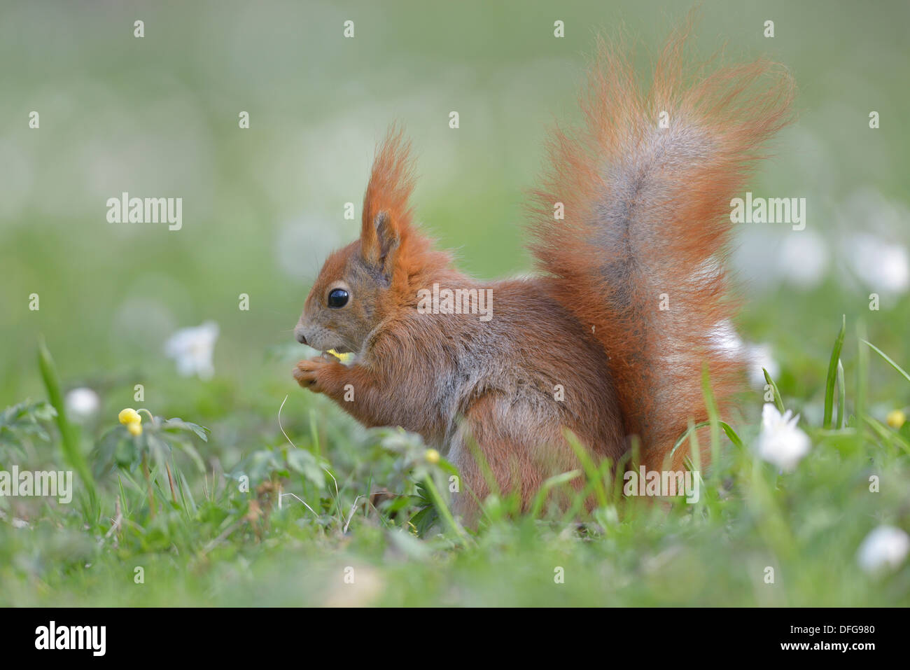 Scoiattolo rosso o rosso eurasiatico scoiattolo (Sciurus vulgaris), mangiare, Sassonia, Germania Foto Stock