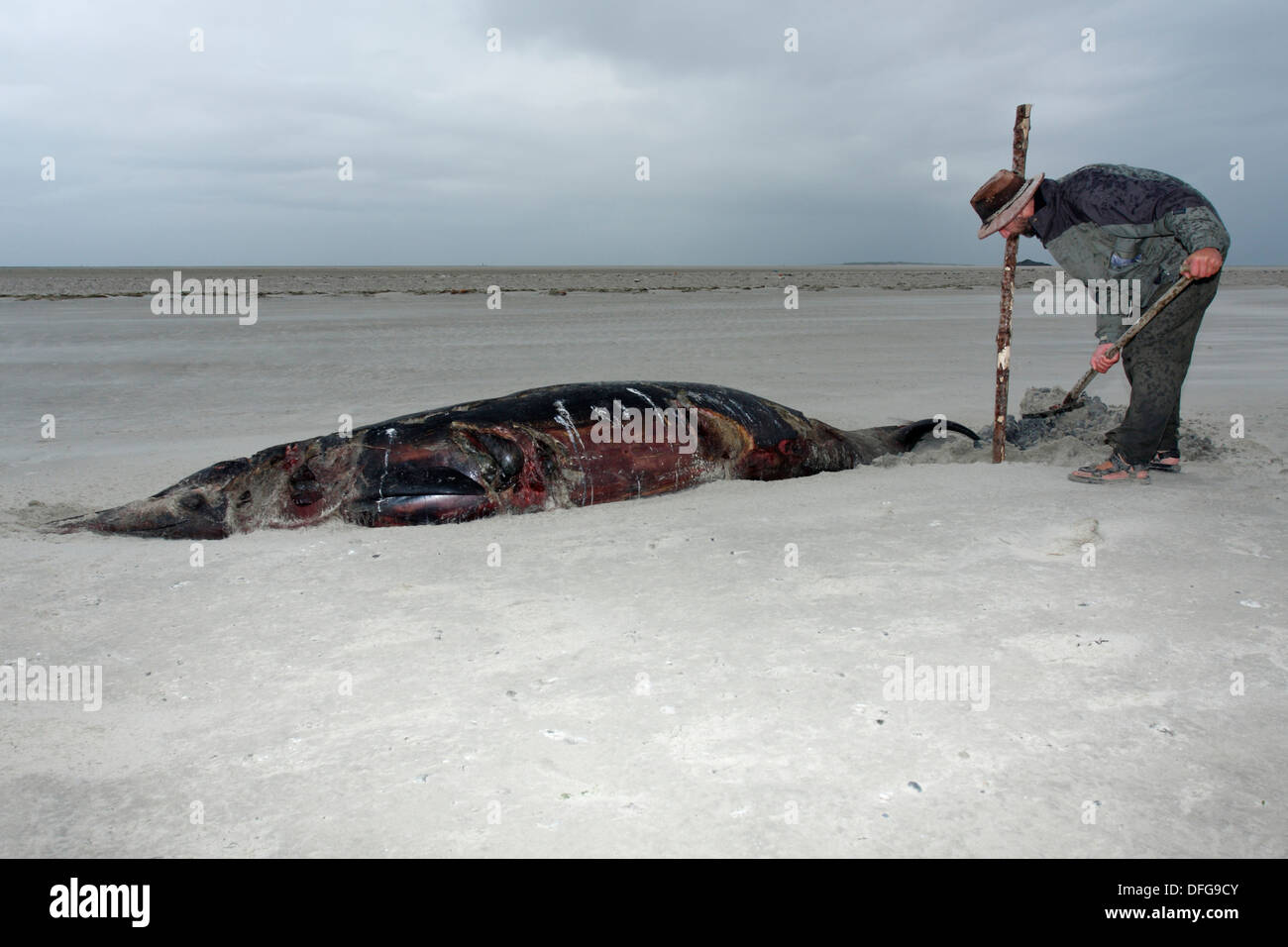 Sowerby fatturati della balena (Mesoplodon bidens), trovati morti, Est Isole Frisone, Frisia orientale, Bassa Sassonia, Germania Foto Stock