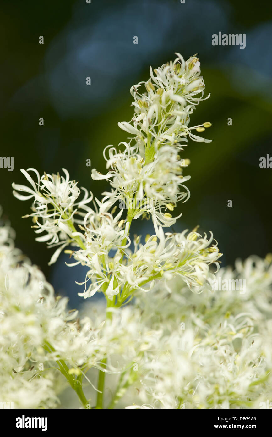 Orniello Fraxinus ornus Foto Stock