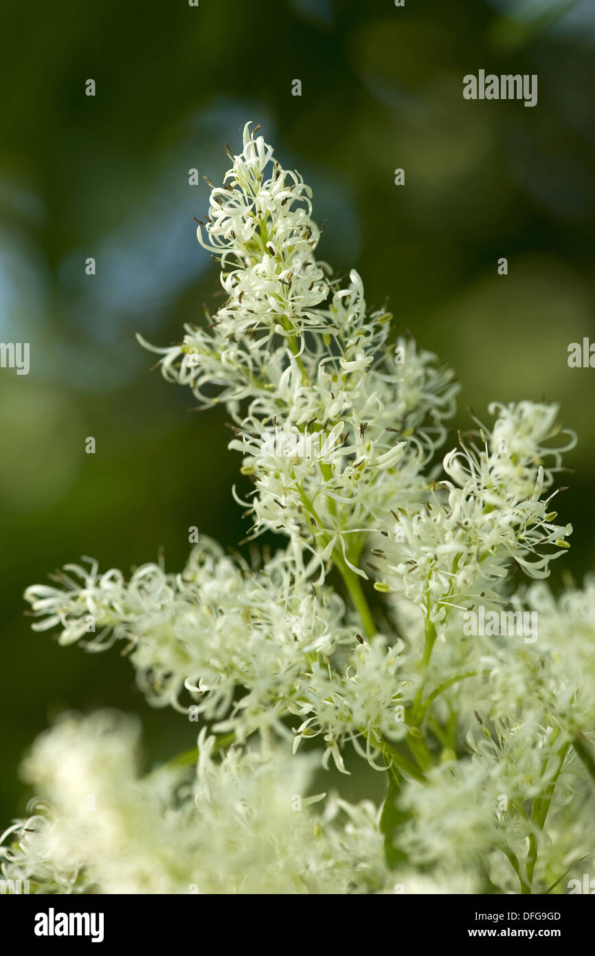 Orniello Fraxinus ornus Foto Stock