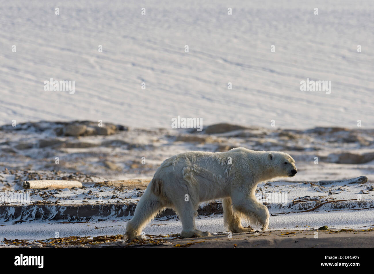 Orso polare (Ursus maritimus), maschio, passeggiate sulla spiaggia, Kvitøya, arcipelago delle Svalbard Isole Svalbard e Jan Mayen, Norvegia Foto Stock