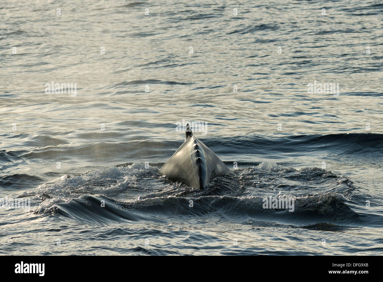 Humpback Whale (Megaptera novaeangliae) sulla superficie dell'acqua, Barentsse, Nordaustlandet, arcipelago delle Svalbard Foto Stock