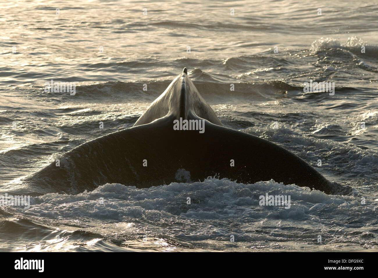 Fluke di un diving Humpback Whale (Megaptera novaeangliae), il Mare di Barents, Nordaustlandet, arcipelago delle Svalbard Foto Stock