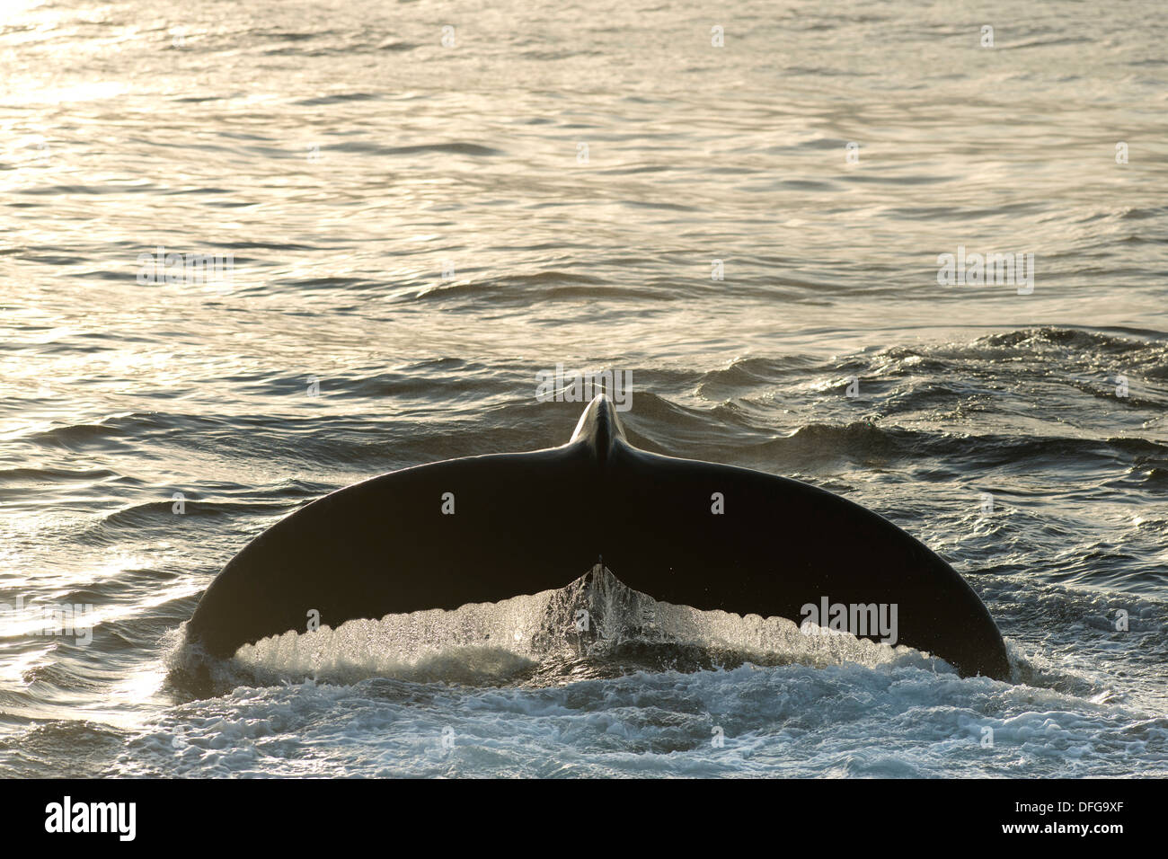 Fluke di un diving Humpback Whale (Megaptera novaeangliae), il Mare di Barents, Nordaustlandet, arcipelago delle Svalbard Foto Stock