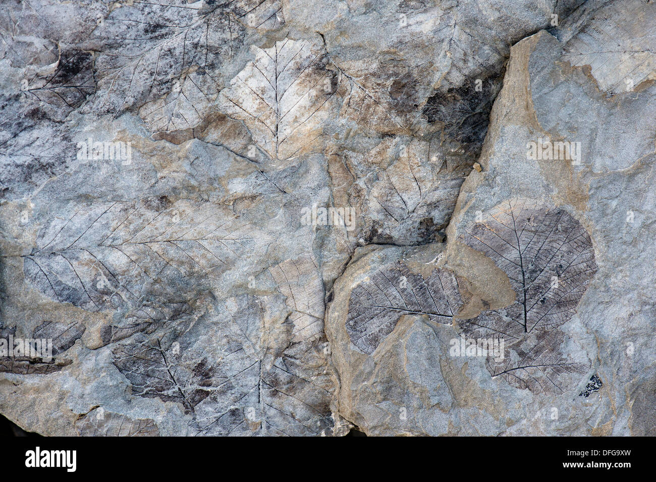 I fossili di foglie decidue, 35-40 milioni di anni, trovati sul ghiacciaio Longyearbreen, Longyeardalen valley, isola Spitsbergen Foto Stock