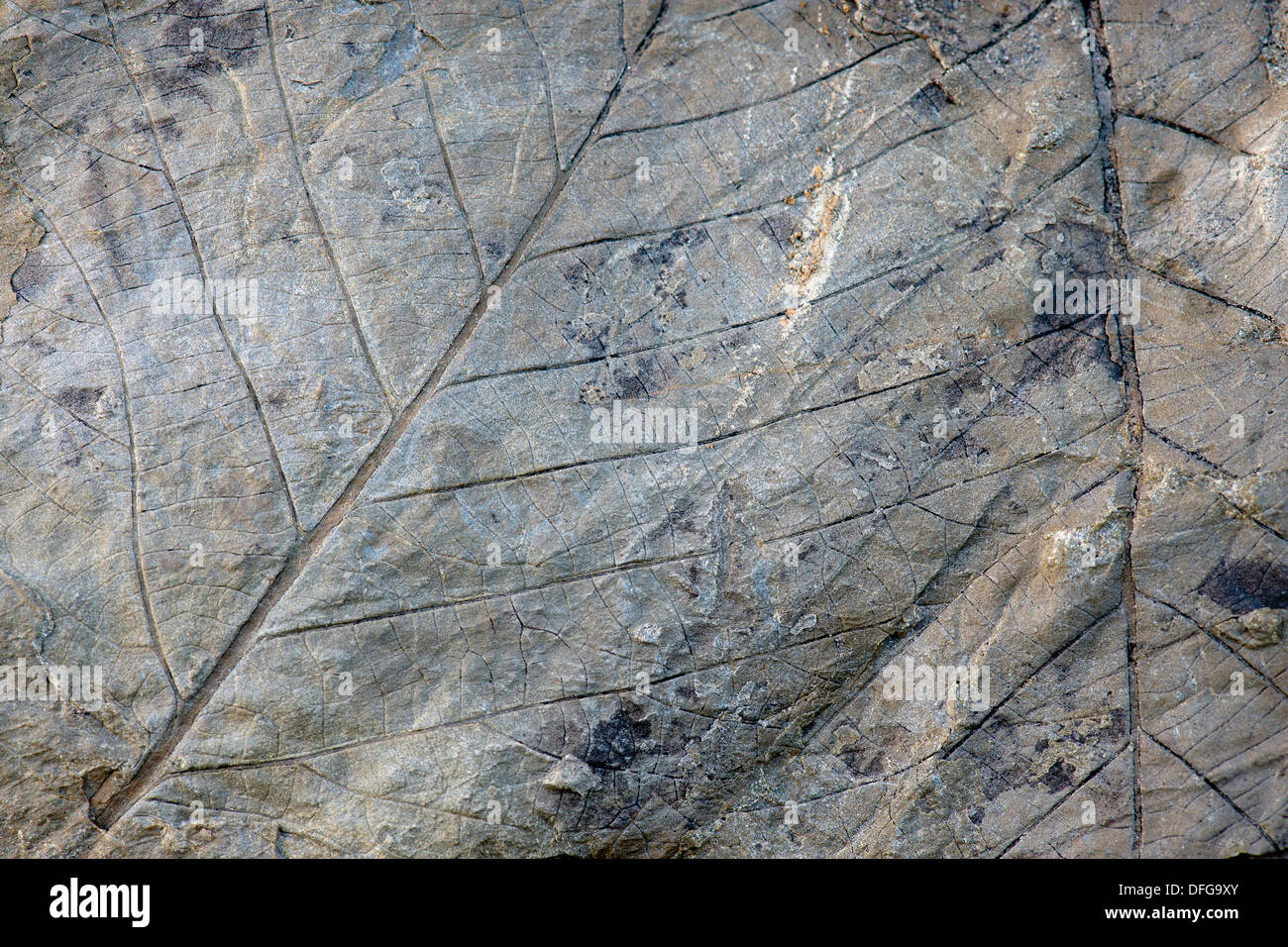 I fossili di foglie decidue, 35-40 milioni di anni, trovati sul ghiacciaio Longyearbreen, Longyeardalen valley, isola Spitsbergen Foto Stock