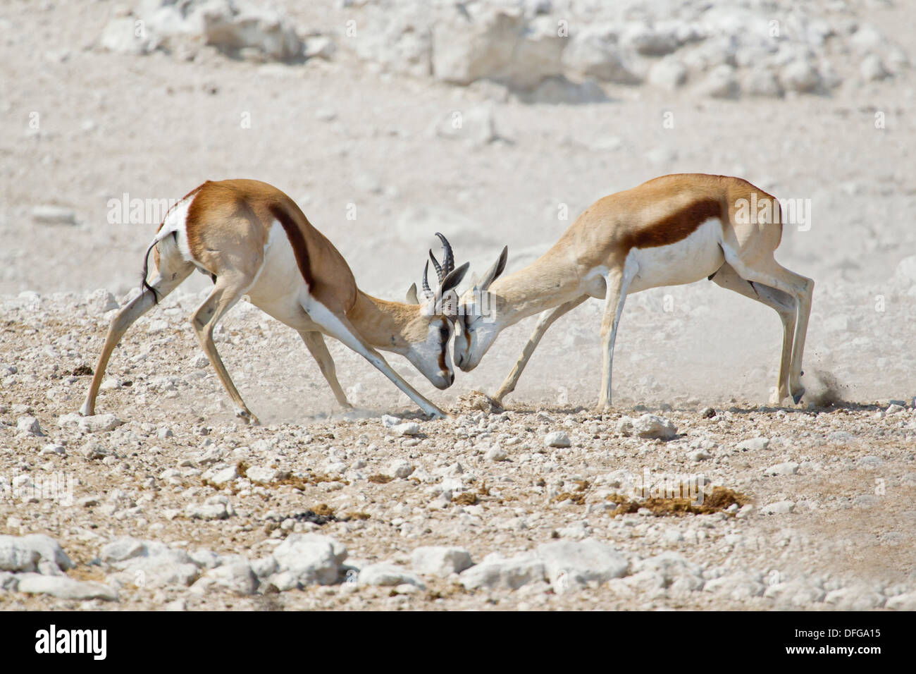 Combattimenti Springboks (Antidorcas marsupialis), il Parco Nazionale di Etosha, Namibia Foto Stock