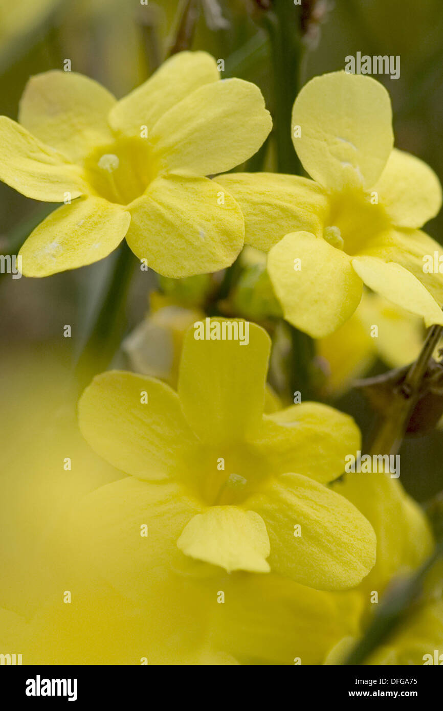 Semi Di Gelsomino Invernale Giallo (80 Pezzi) – Jasminum Nudiflorum Sempreverde, Rampicante Resistente Per Balconi E Giardini