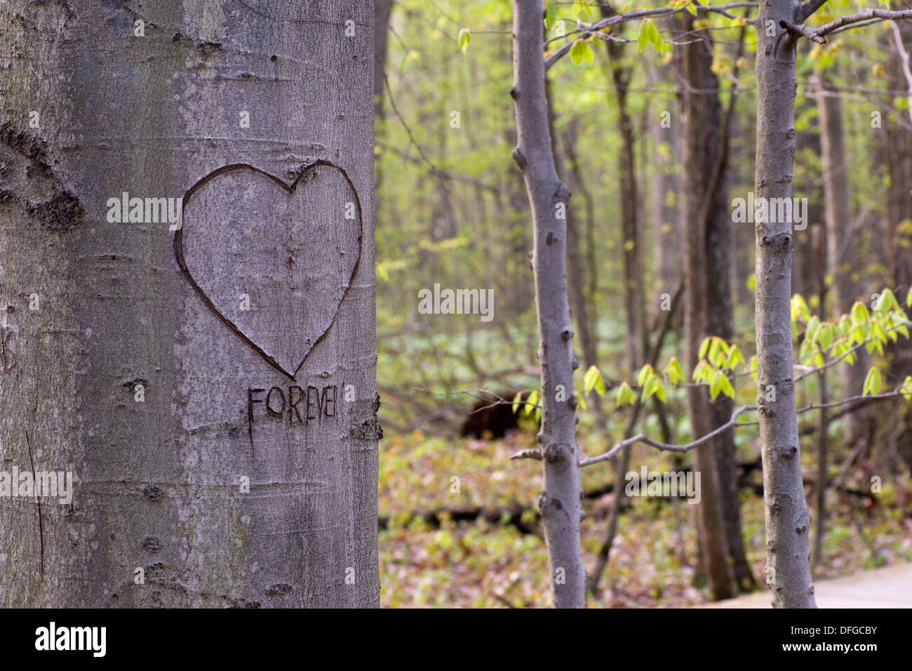 Un albero nella foresta con un cuore e la parola per sempre voluto su di esso Foto Stock