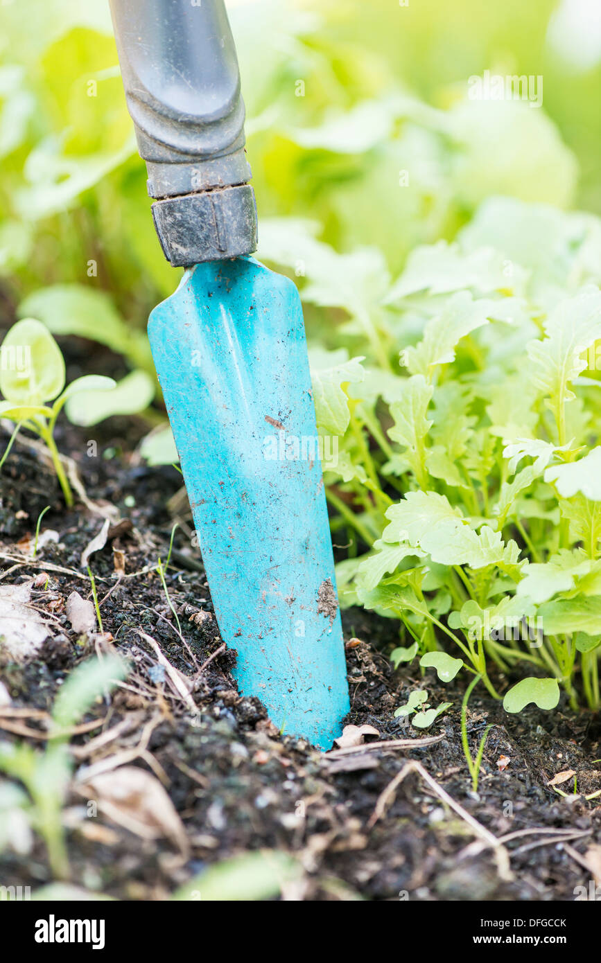 Close up blu giardino inox capocorda bloccato nello sporco Foto Stock