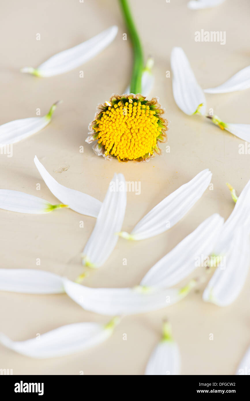 Petali prelevati da un bianco fiore a margherita. Concettuale e immagine simbolica di speranza per amore e romanticismo. Foto Stock