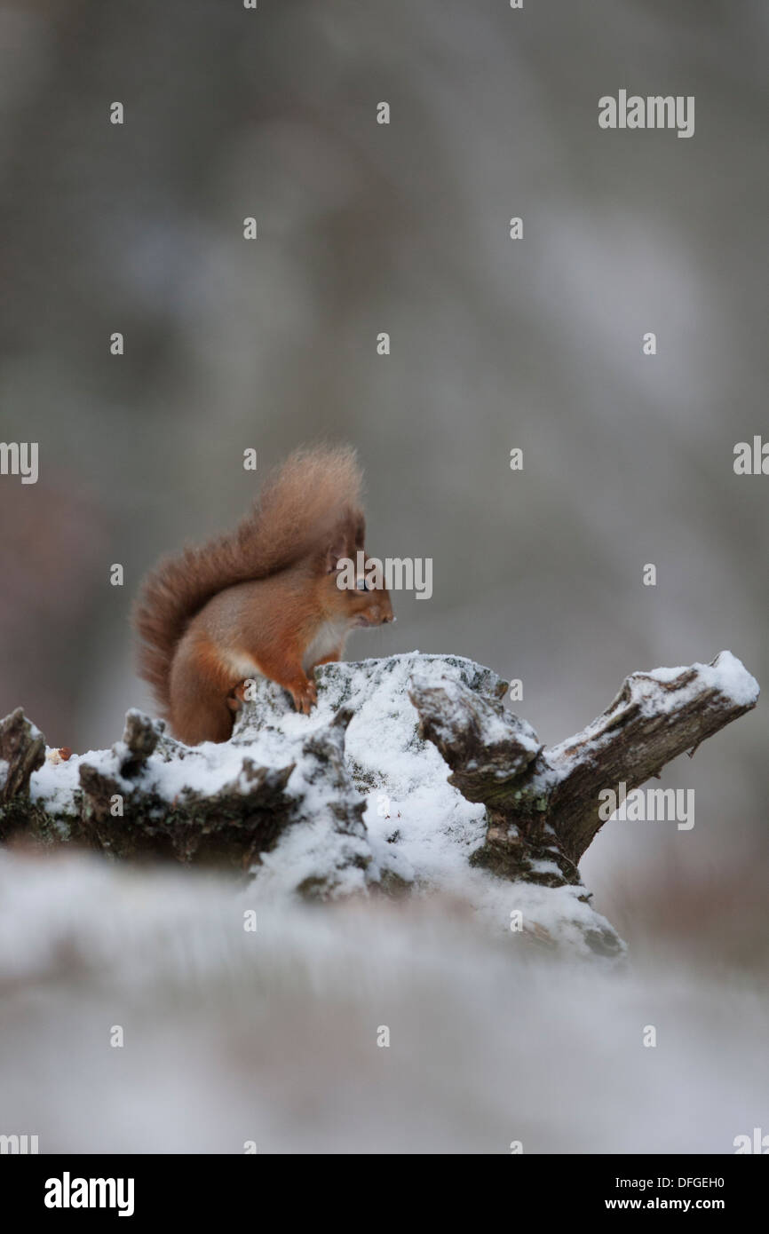 Red scoiattolo (Sciurus vulgaris) alimentazione in coperta di neve Caledonian foresta di pini. Cairngorms National Park. La Scozia. Foto Stock