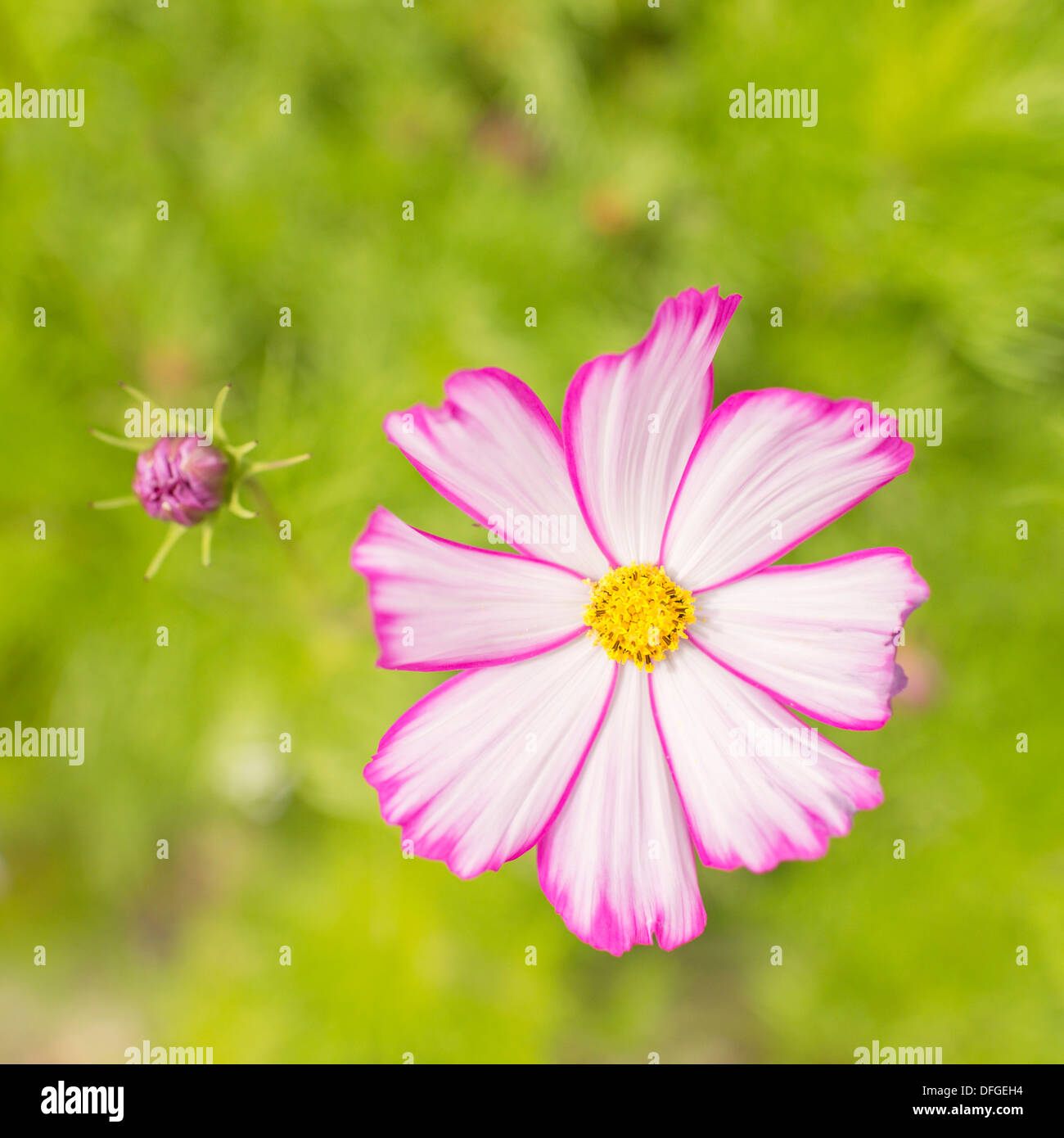 Vista superiore della rosa fresca estate fiore nel giardino con spazio di copia Foto Stock