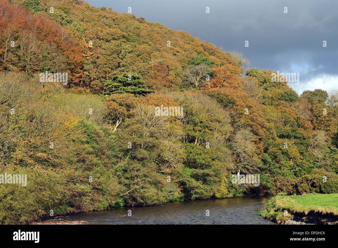 Colori autunnali in un legno di collina che si affaccia sul fiume Ystwyth, vicino Llanilar, Ceredigion, Wales, Regno Unito Foto Stock