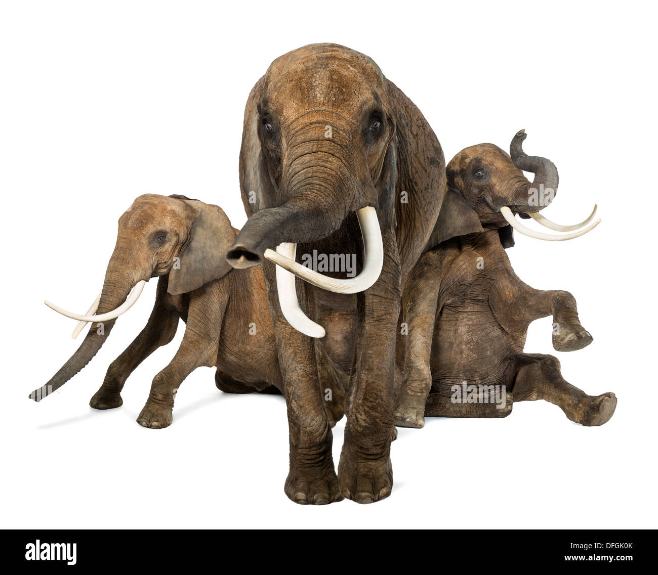 Vista frontale di tre elefanti africani, Loxodonta africana, eseguire contro uno sfondo bianco Foto Stock