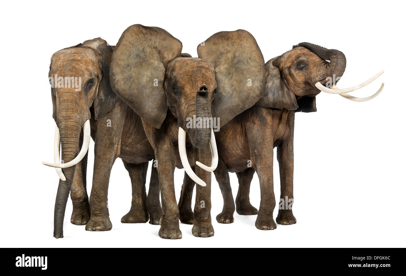 Vista frontale di tre elefanti africani, Loxodonta africana, in piedi contro lo sfondo bianco Foto Stock