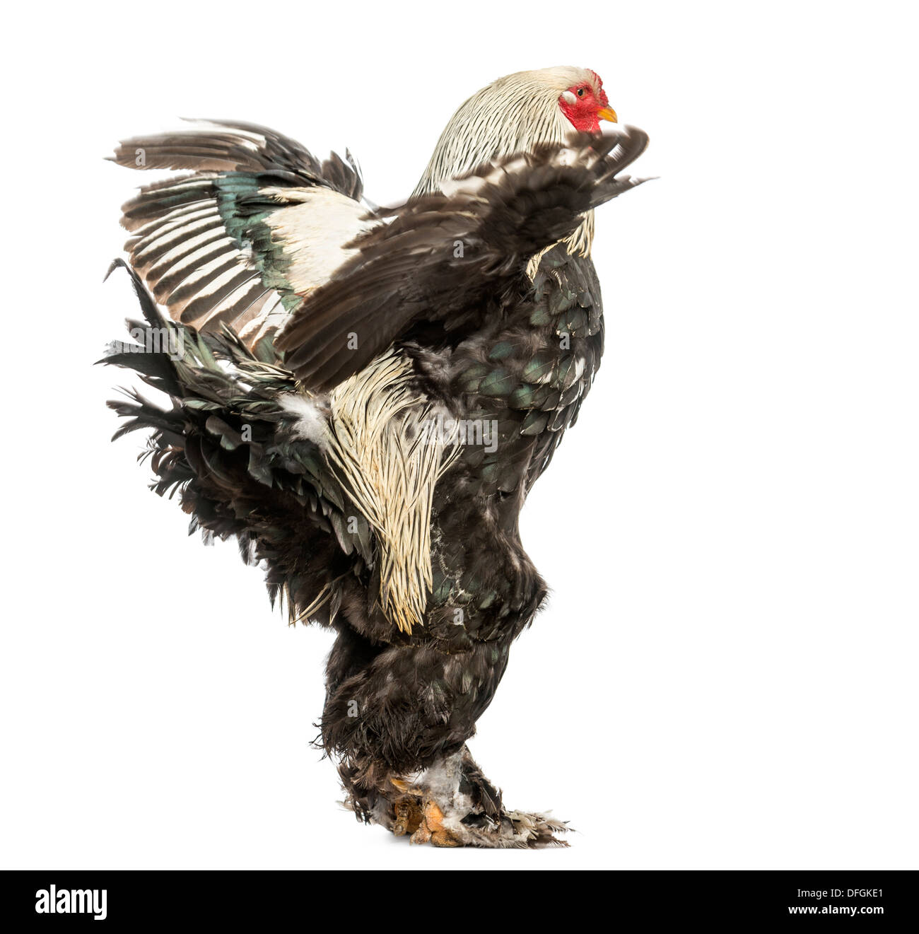 Vista laterale di un Brahma Rooster sbattimenti le sue ali contro uno sfondo bianco Foto Stock Vista laterale di un Brahma Rooster sbattimenti le sue ali contro uno sfondo bianco Foto Stock