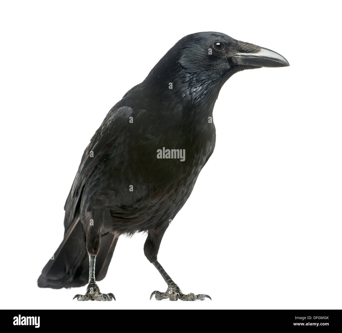 Vista laterale di un Carrion Crow, Corvus corone, contro uno sfondo bianco Foto Stock
