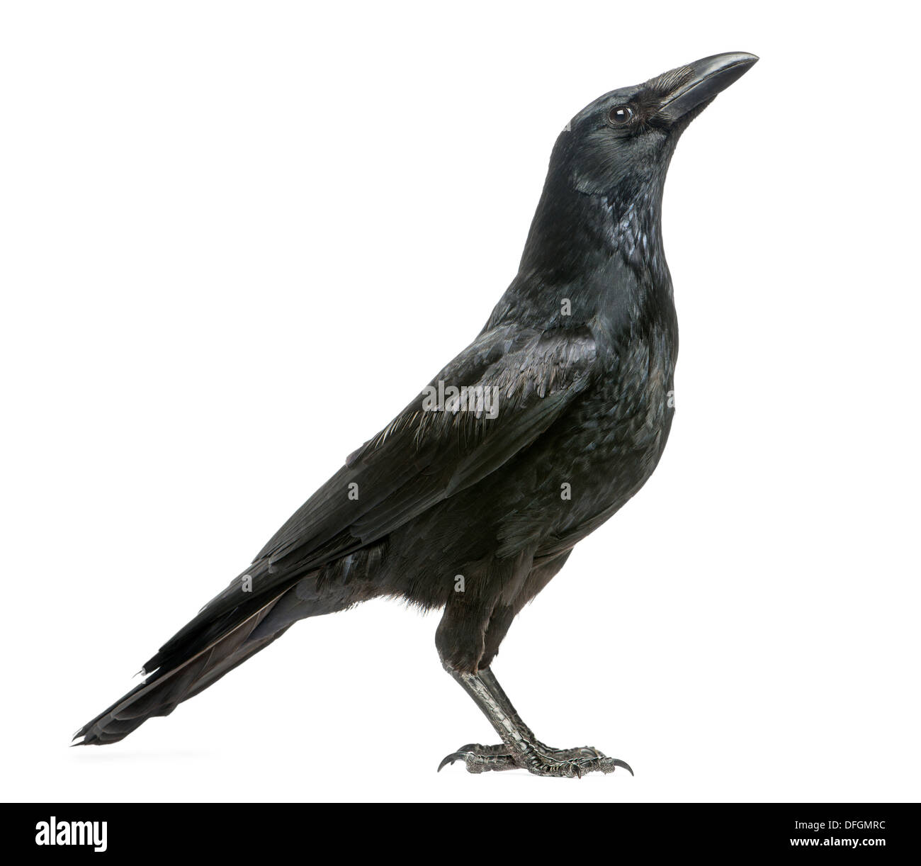 Vista laterale di un Carrion Crow guardando in alto, Corvus corone, contro uno sfondo bianco Foto Stock