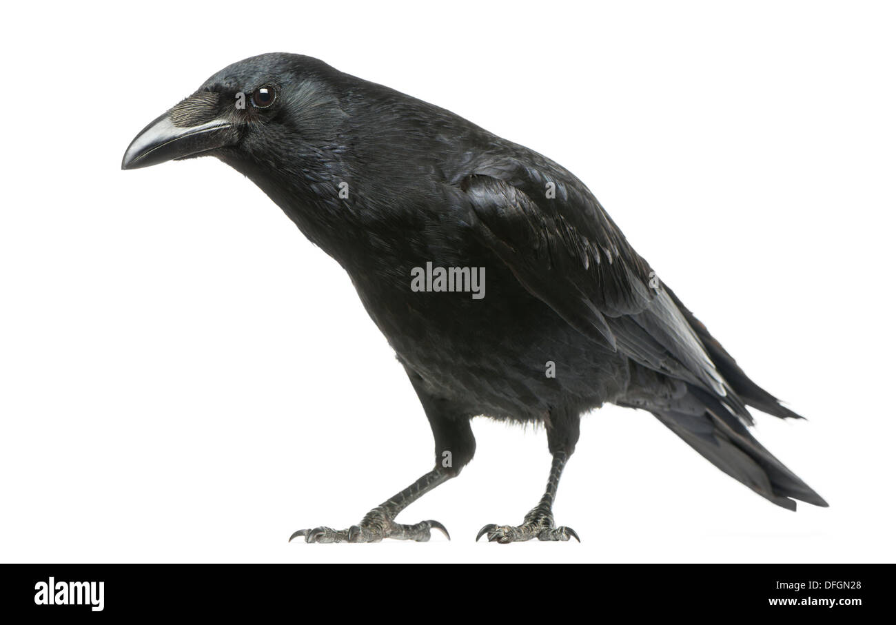 Carrion Crow con sguardo curioso, Corvus corone, contro uno sfondo bianco Foto Stock
