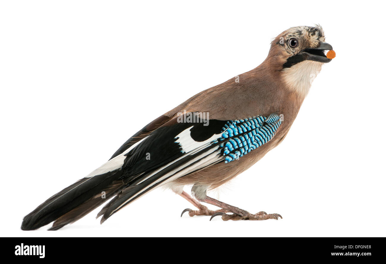 Vista laterale di un Eurasian Jay con il cibo nel becco, Garrulus glandarius, contro uno sfondo bianco Foto Stock